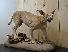 Image result for Caracal Full Body