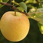 Image result for Top Apple Varieties by Consumption