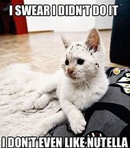 Image result for Funny Cat Memes 2019