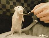 Image result for Rat Eating MNM Meme