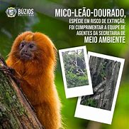 Image result for aerodjn�mico