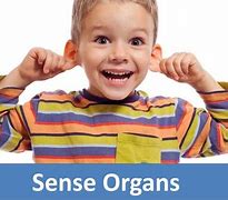 Image result for The 5 Senses Science One-Pager