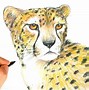 Image result for Teacher Pencil/Paper Cheetah