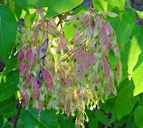 Image result for Ailanthus altissima