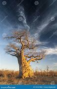 Image result for Baobab Tree Inside