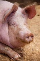 Image result for Pig Bedding