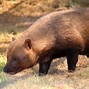 Image result for Bush Dog Hunting Prey