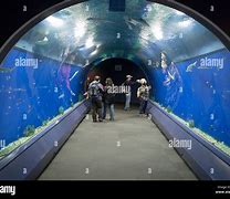 Image result for Aquarium Gate