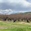 Image result for Apple Farms Washington State