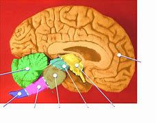 Image result for Human Brain Color