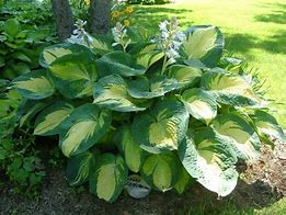 Image result for Hosta Great Expectations