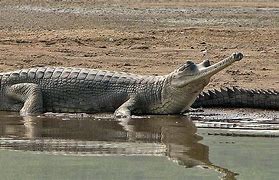 Image result for Indian Gharial Crocodile
