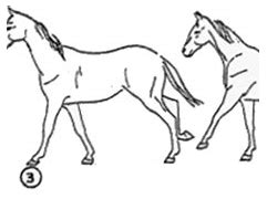 Image result for Horse Canter Sequence