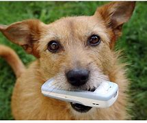 Image result for Phone On Dog Head
