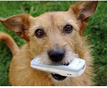 Image result for Funny Dog and Phone HD