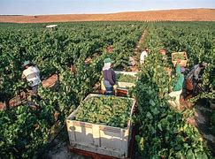 Image result for Wine Grape Harvest