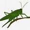 Image result for Cartoon Crickets Making Music