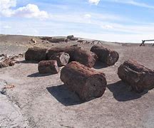 Image result for Petrified National Forest AZ