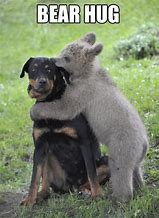 Image result for Funny Animal Hug Memes