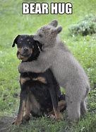 Image result for Animal Hug Meme