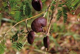 Image result for Ear Tree Florida