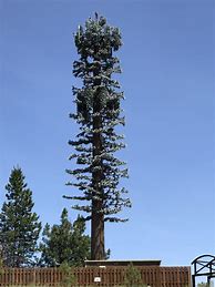 Image result for Disguised Cell Phone Tower