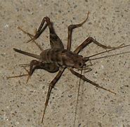 Image result for Spricket