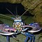 Image result for 1 Claw Lobster