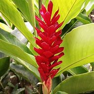 Image result for Samoa National Flower