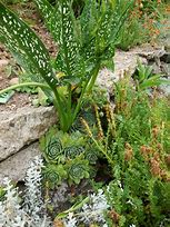 Image result for Calla Lily in Rock Garden Ideas