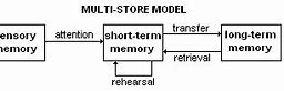 Image result for Atkinson and Shiffrin Model of Human Memory