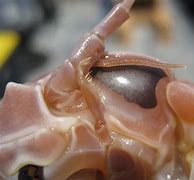 Image result for Isopod Bite