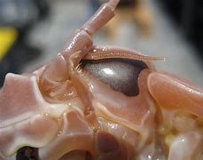 Image result for Isopod Bite