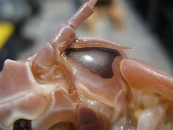 Image result for Isopod Eyes