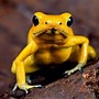 Image result for Colorful Frogs