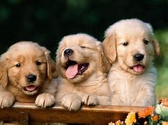 Image result for 2 Cutest Puppies