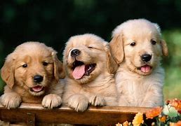 Image result for Cute Puppy Dog Desktop Wallpaper