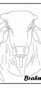 Image result for Brahman Cow Coloring Pages