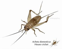 Image result for Clssidy a House Cricket