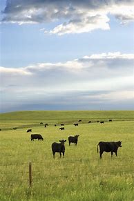 Image result for Raising Cattle in Montana