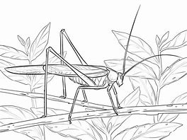 Image result for Katydid Coloring Page