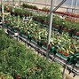 Image result for Plant Phenotyping
