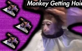 Image result for 1080X1080 Monkey Dank Meme