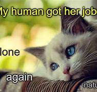 Image result for Alone Cat Meme