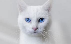 Image result for White Cat Blue Eyes Face