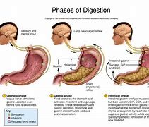 Image result for Digestion Stages