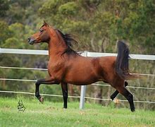 Image result for Arabian Over Bead Horse