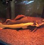 Image result for Colorful Freshwater Tropical Fish