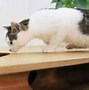 Image result for Cat Lounge Table