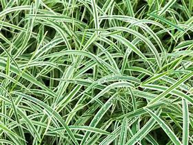 Carex siderostica Shiro に対する画像結果